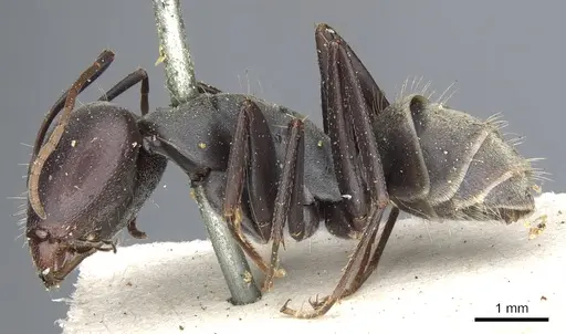 Camponotus cosmicus specimen CASENT0903510 image casent0903510_3
