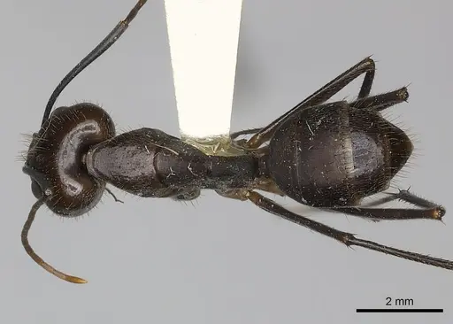 Camponotus coxalis specimen CASENT0217637 image casent0217637_1