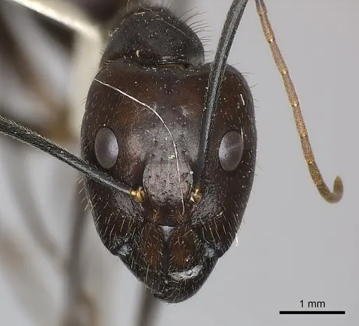 Camponotus coxalis specimen CASENT0217637 image casent0217637_2
