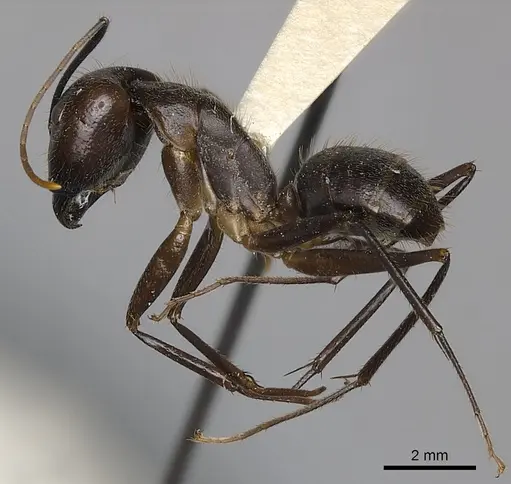 Camponotus coxalis specimen CASENT0217637 image casent0217637_3