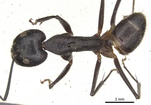 Camponotus coxalis specimen CASENT0901906 image casent0901906_1