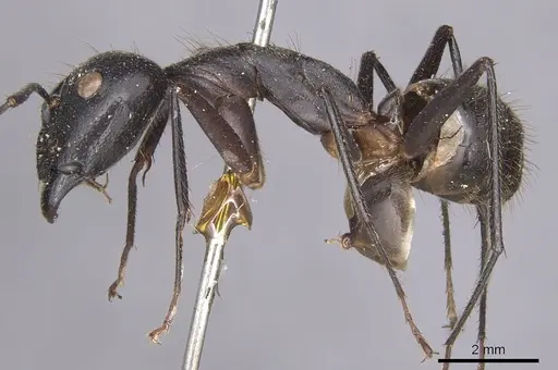 Camponotus coxalis specimen CASENT0901906 image casent0901906_3