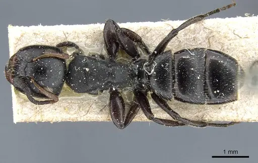 Camponotus crassicornis specimen CASENT0905521 image casent0905521_1