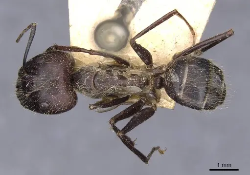 Camponotus crassisquamis specimen CASENT0910139 image casent0910139_1