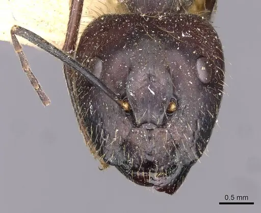 Camponotus crassisquamis specimen CASENT0910139 image casent0910139_2
