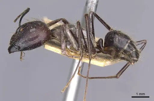Camponotus crassisquamis specimen CASENT0910139 image casent0910139_3