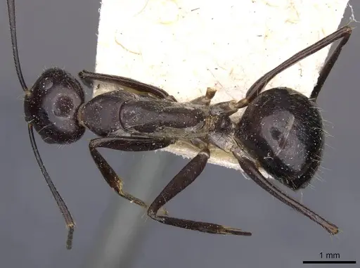 Camponotus crassisquamis specimen CASENT0910140 image casent0910140_1