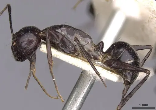 Camponotus crassisquamis specimen CASENT0910140 image casent0910140_3
