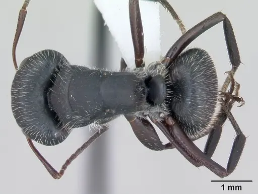 Camponotus crassus specimen CASENT0173406 image casent0173406_1