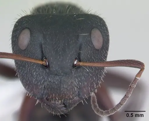 Camponotus crassus specimen CASENT0173406 image casent0173406_2