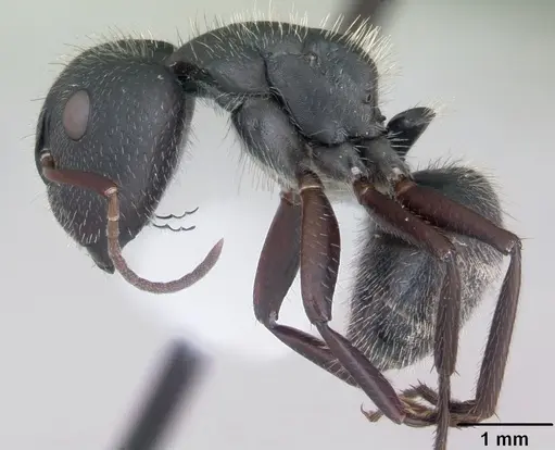Camponotus crassus specimen CASENT0173406 image casent0173406_3