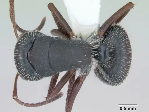 Camponotus crassus specimen CASENT0173407 image casent0173407_1