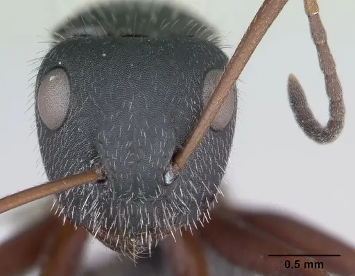 Camponotus crassus specimen CASENT0173407 image casent0173407_2