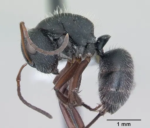 Camponotus crassus specimen CASENT0173407 image casent0173407_3