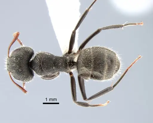 Camponotus crassus specimen CASENT0882121 image casent0882121_1