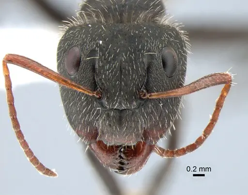 Camponotus crassus specimen CASENT0882121 image casent0882121_2