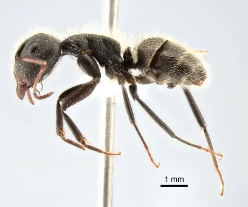 Camponotus crassus specimen CASENT0882121 image casent0882121_3