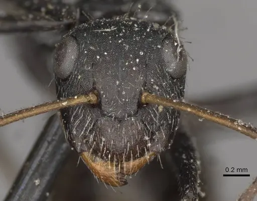 Camponotus crassus specimen CASENT0910693 image casent0910693_2