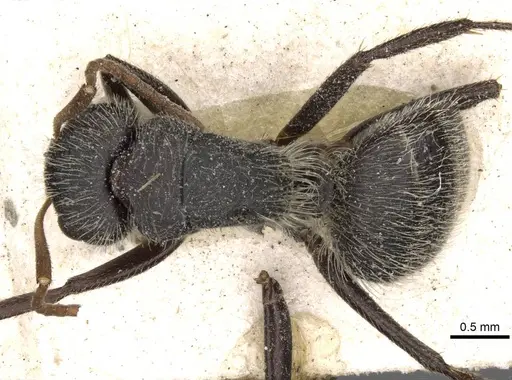 Camponotus crassus specimen CASENT0910722 image casent0910722_1