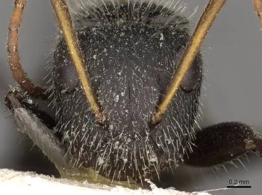 Camponotus crassus specimen CASENT0910722 image casent0910722_2