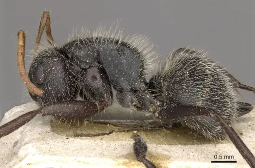 Camponotus crassus specimen CASENT0910722 image casent0910722_3