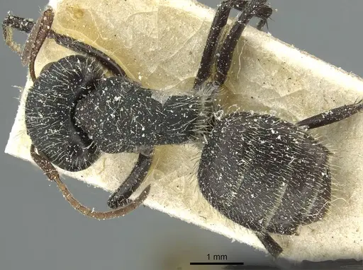 Camponotus crassus specimen CASENT0911730 image casent0911730_1