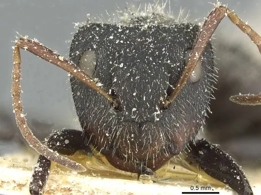 Camponotus crassus specimen CASENT0911730 image casent0911730_2