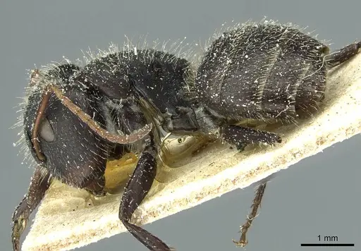 Camponotus crassus specimen CASENT0911730 image casent0911730_3