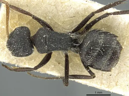 Camponotus crassus specimen CASENT0911731 image casent0911731_1