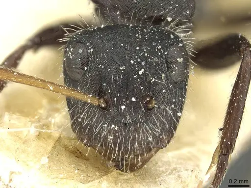 Camponotus crassus specimen CASENT0911731 image casent0911731_2