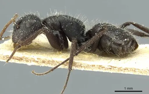 Camponotus crassus specimen CASENT0911731 image casent0911731_3