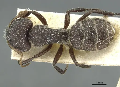 Camponotus crassus specimen CASENT0911732 image casent0911732_1