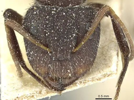 Camponotus crassus specimen CASENT0911732 image casent0911732_2