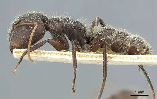 Camponotus crassus specimen CASENT0911732 image casent0911732_3