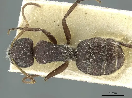 Camponotus crassus specimen CASENT0911733 image casent0911733_1