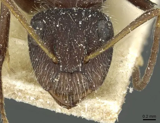 Camponotus crassus specimen CASENT0911733 image casent0911733_2