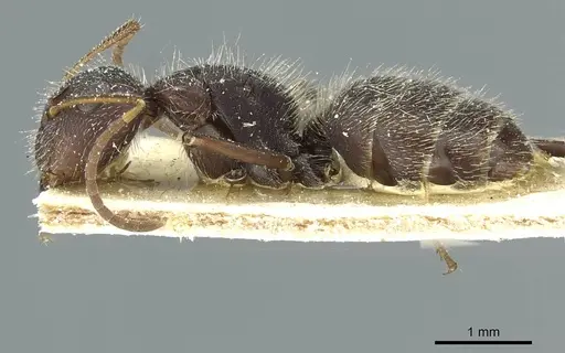 Camponotus crassus specimen CASENT0911733 image casent0911733_3