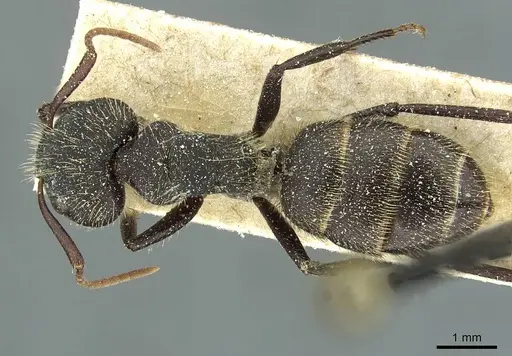 Camponotus crassus specimen CASENT0911734 image casent0911734_1