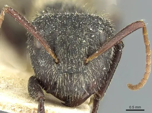 Camponotus crassus specimen CASENT0911734 image casent0911734_2