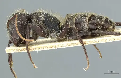 Camponotus crassus specimen CASENT0911734 image casent0911734_3