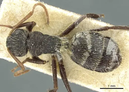 Camponotus crassus specimen CASENT0911735 image casent0911735_1