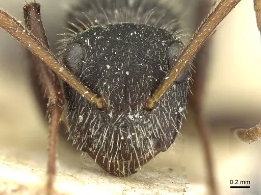 Camponotus crassus specimen CASENT0911735 image casent0911735_2