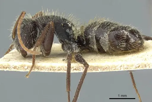 Camponotus crassus specimen CASENT0911735 image casent0911735_3
