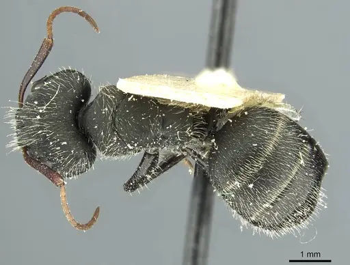 Camponotus crassus specimen CASENT0911736 image casent0911736_1