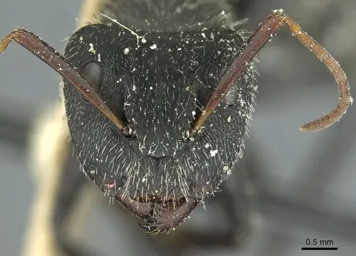 Camponotus crassus specimen CASENT0911736 image casent0911736_2