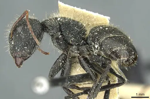 Camponotus crassus specimen CASENT0911736 image casent0911736_3