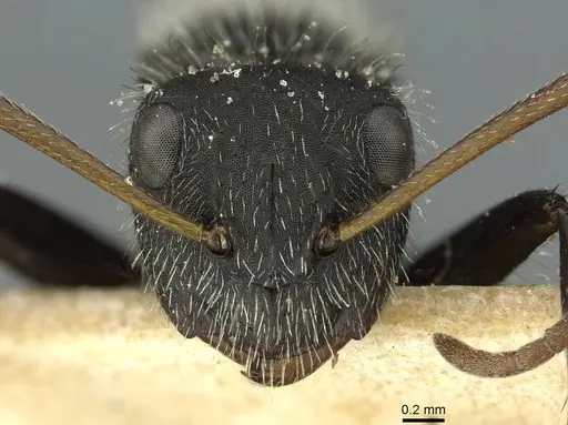 Camponotus crassus specimen CASENT0911737 image casent0911737_2