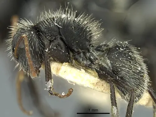 Camponotus crassus specimen CASENT0911737 image casent0911737_3