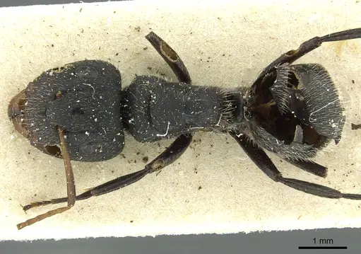 Camponotus crassus specimen CASENT0911738 image casent0911738_1