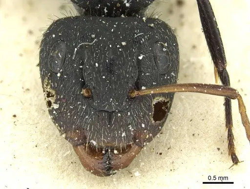 Camponotus crassus specimen CASENT0911738 image casent0911738_2